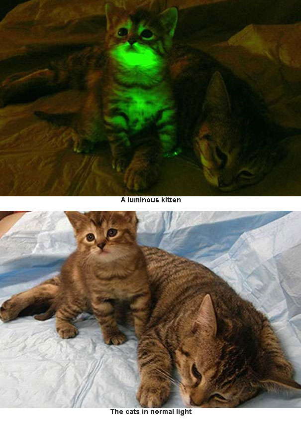 Glow Kitten