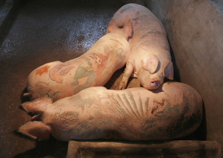 Find More in: art, Art Farm, pig tattoo, Wim Delvoye, WTF
