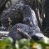 otter vs aligator_4.jpg