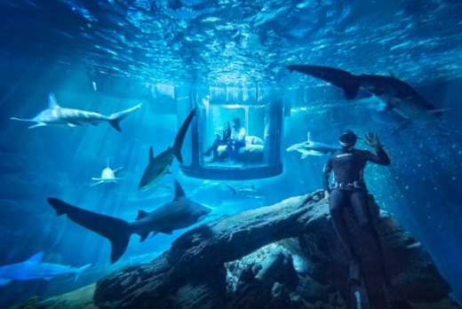 Airbnb-shark-tank-aquarium-contest-889x595.jpg