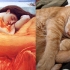 cats_imitating_art_12.jpg