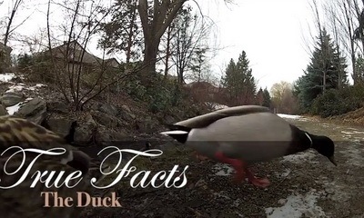 true facts about the duck_feat.jpg