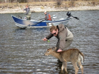 fisherman_meets_deer_2.jpg