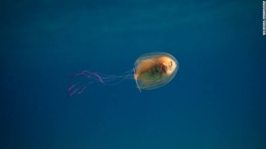 160607163521-tuim-samuel-jellyfish-2-exlarge-169.jpg