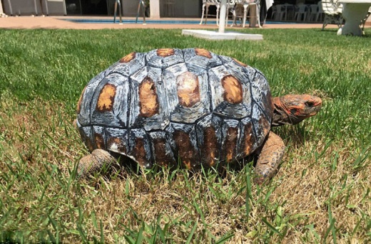 3d-printed-tortoise-shell-1.jpg