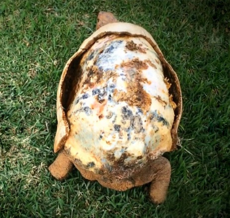 3d-printed-tortoise-shell-2.jpg