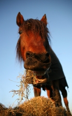 hey_is_for_horses.jpg
