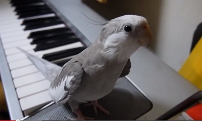 Cute Cockatiel Sing My Neighbor Totoro_feat.jpg