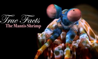 true facts about the mantis shrimp_feat.jpg