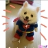dog-cosplay-3.jpg