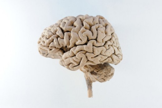 human-brain-537x357.jpg
