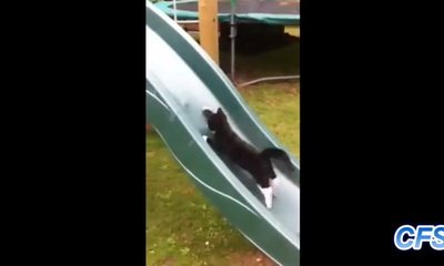 cats on slides_feat.jpg