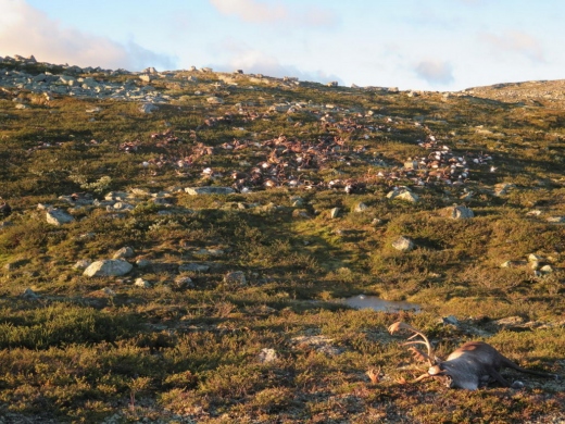 Reindeer-Killed-in-Norway-by-Lightning-889x667.jpg