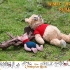 Hot Toys - Christopher Robin - Winnie the Pooh  Piglet Collectible Set_PR09.jpg