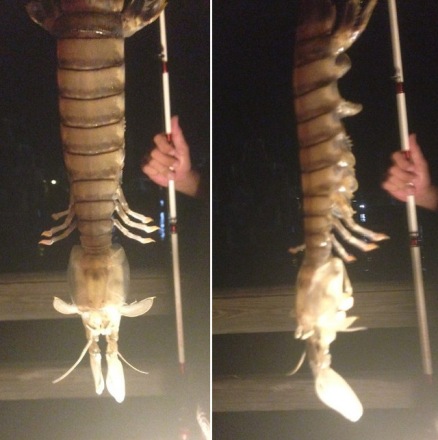 giant-mantis-shrimp.jpg
