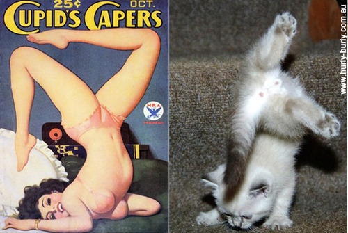 cats that look like pin-up models_17.jpg