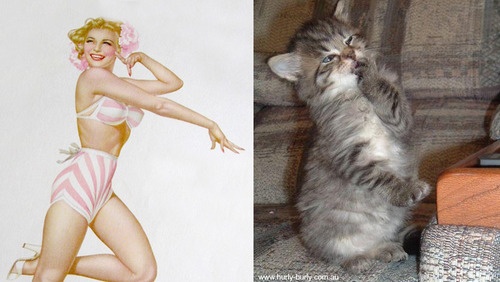 cats that look like pin-up models_8.jpg