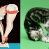 cats that look like pin-up models_14.jpg