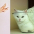 cats that look like pin-up models_15.jpg