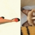 cats that look like pin-up models_2.jpg