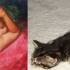 cats that look like pin-up models_3.jpg