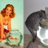 cats that look like pin-up models_6.jpg