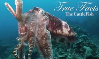 true facts about the cuttlefish_feat.jpg