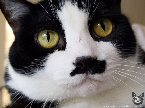Kitlers – Cats That Look Like Adolf Hitler – YBMW