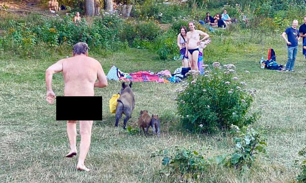German Nudist Chases Wild Boar That Stole His Laptop YBMW