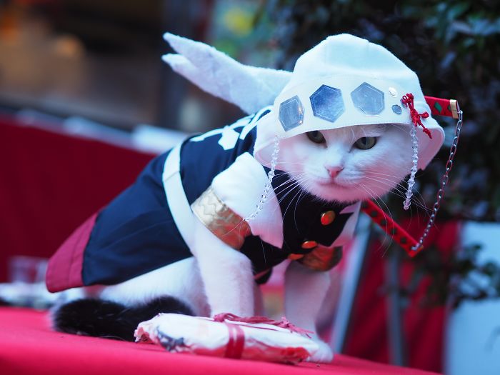 anime cat costumes for cats｜TikTok Search